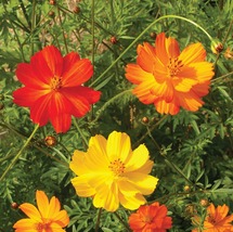 35 Cosmos Bright Lights Mix Seeds Long Lasting Annual Flower Drought Tol... - £14.12 GBP