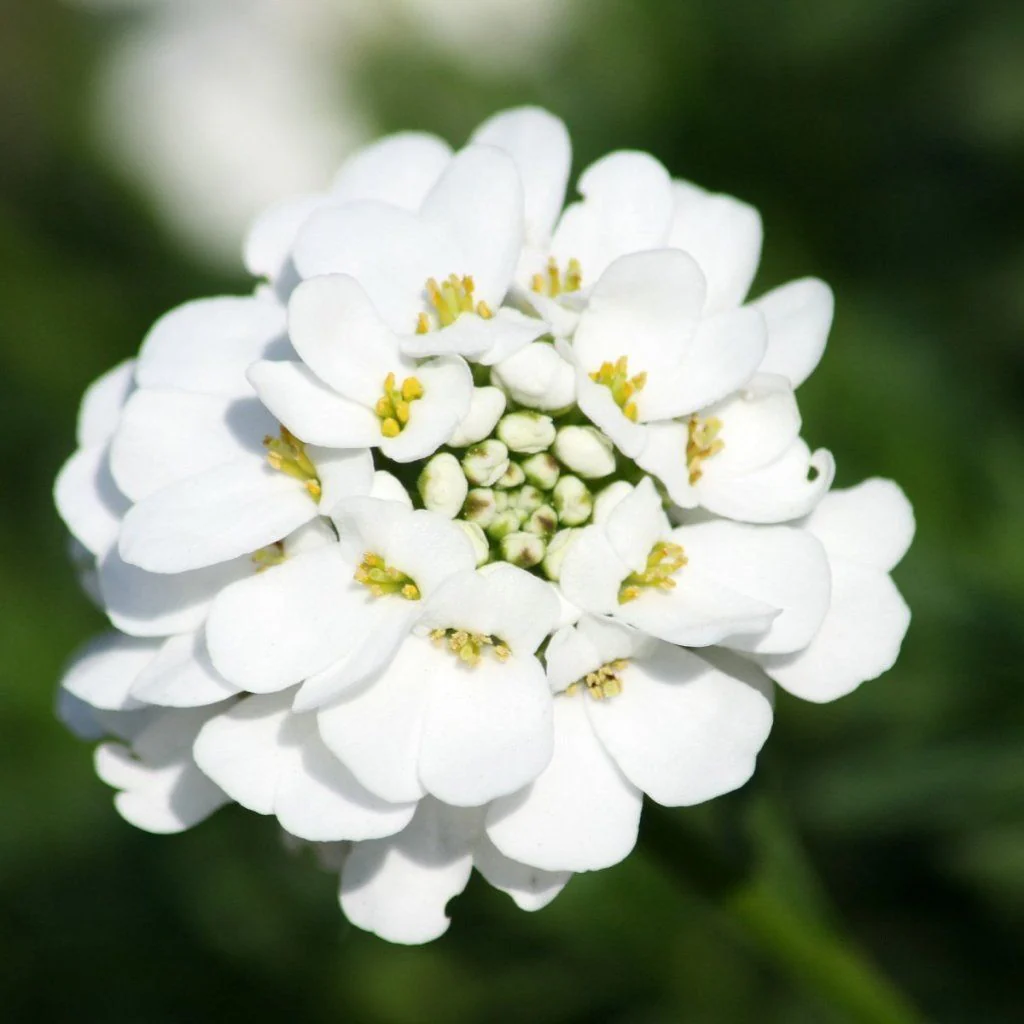 250+ Empress White Candytuft Seeds – Elegant &amp; Fragrant Garden Charm! - $11.49