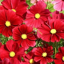 Cosmos Bipinnatus -Rubenza Seed Garden Fast Shipping - £6.41 GBP