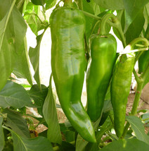 30 Anaheim Chile Hot Pepper Seeds NON-GMO - £5.46 GBP