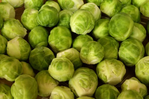 500 Long Island Brussel Sprout Huge Yields Fresh Seeds - £10.38 GBP