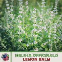 FA Store 500 Lemon Balm Seeds Melissa Officinalis Tea Medicinal Non-Gmo - £7.47 GBP