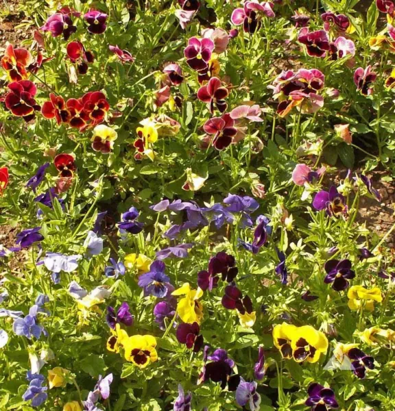 Pansy Swiss Giants Mix Pollinators Containers Borders Edible Non-Gmo 200 Seeds G - £6.22 GBP