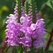 Obedient Plant Pink False Dragonhead Seeds Physostegia Virginiana 50 Seeds Fresh - $13.98