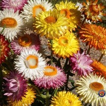 250 Strawflower Dwarf Mixed Colors Helichrysum Bracteatum Flower Seeds U... - $13.49