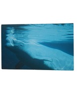 Postcard Beluga White Whale Natural Resources Defense Council Marine Animal - $6.78 CAD