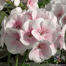 HS  25+ Maverick Appleblossom Geranium Seeds For Garden - USA  - £5.67 GBP