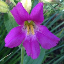 US Seller 250 Purple Monkey Flower Mimulus Ringens Seeds Fast Shipping - $13.80