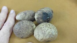 tn-19-4) 4 large natural Tagua Nut whole nuts craft Carving Dried plain ... - €16,82 EUR