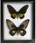 Birdwing Troides Oblongomaculatus Papuensis PAIR Butterflies Entomology ... - $215.96 CAD