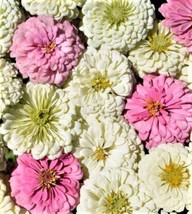 SR12Store Beautiful Blushing Bride Zinnia Seeds 100 Seeds 4 Get US Product - $8.62