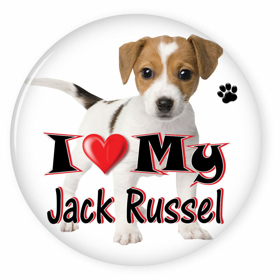 I LOVE MY JACK RUSSEL DOG PUPPY 3&quot; SAFETY PIN BACK BUTTON - $6.29
