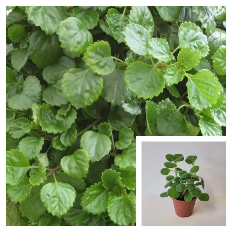 Swedish whorle Plectranthus verticillatus creeping begoni Ivy live plant 4in pot - £9.04 GBP