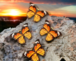 10 pcs Orange Black Butterfly Charms Butterflies Bead Findings Pendants ... - $12.19