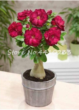 10 pcs 100% True White Desert Rose Bonsai Ornamental Plant Balcony Bonsai Potted - £6.93 GBP