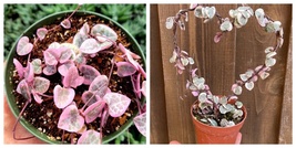 US SELLER 4&quot; Inches VSOH /Variegated String of Hearts/Ceropegia Woodii Variegata - £56.42 GBP