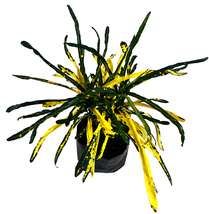 Crotton Cock Tail Yellow by LEAL PLANTS ECUADOR | Tropical Plant |Natura... - £17.96 GBP