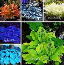 AW Hosta Fragrant Plantain Lily Flower For Home Garden 200 Seeds Fast Shipping  - £7.37 GBP