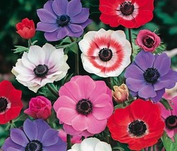 20 Seeds Decaen Mix Anemone Flower Long Lasting Perennial - £12.61 GBP