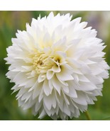 PSA Dahlia Fubuki Myama 3 Plant Divisions With Tubers Summer Flower Fast... - $964.70 MXN