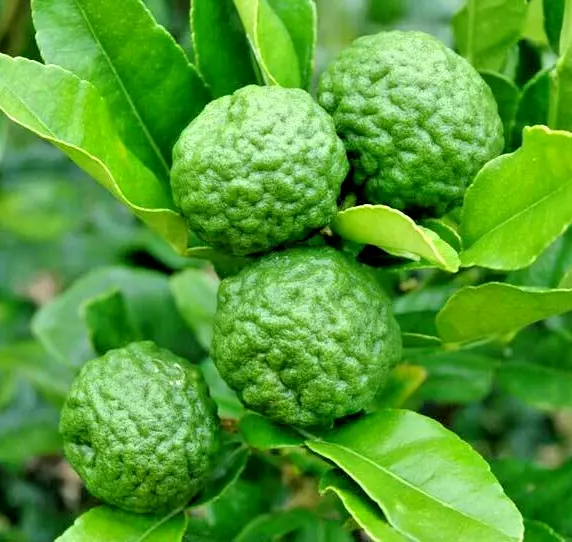 Kaffir Lime Tree (Thai Lime Bush) 12-15&quot; Tall Live Plant 5&quot; Citrus - £74.14 GBP