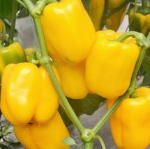 25 Yellow Bell Peppers SEEDS Easy to Grow Vegetable Garden Sweet Edible Food - £10.94 GBP