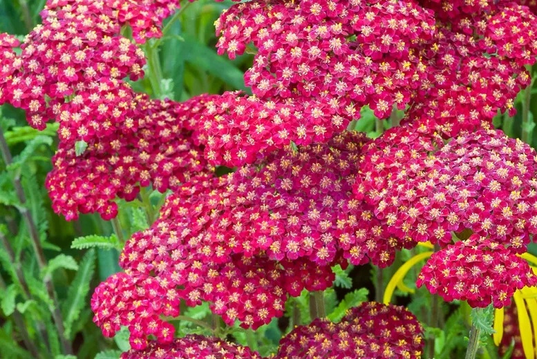 Red Yarrow Achillea Millefolium Rubra Flower Herb Seeds 1000 Seeds Garden - £6.96 GBP