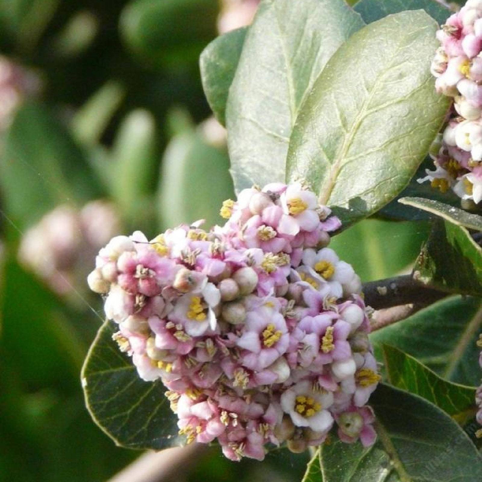 Lemonade Berry Rhus Integrifolia High Yield Evergreen Coffee Sub Landscaping Sho