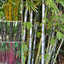 20PCS Mixed Bambaoo Seeds Black Bamboo Umbrella Evergreen - $9.87 CAD