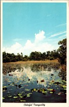 Colorful Tranquility in Everglades National Park FL Postcard PC45 - £3.92 GBP
