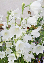 White Peach Leaf Bellflower 255 Seeds Large Flowers Campanula Persicifolia Fresh - £10.70 GBP