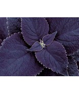 VP 25 Black Purple Coleus Easy To Grow All Year - Us Seller - Free Shipp... - £5.48 GBP