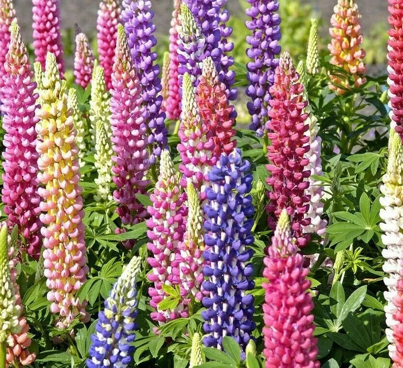 50 MIXED COLORS RUSSELL LUPINE SEEDS FLOWER GARDEN - £2.98 GBP