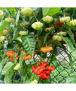 Aji Dulce Peppers Plants Very Hot 2 Hot Peppers Seedlings Chili Per Pot ... - $56.04