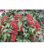 RAFHSTORE Nandina Domestica Or Heavenly Bamboo Bush 25 Seeds Organically... - £6.87 GBP