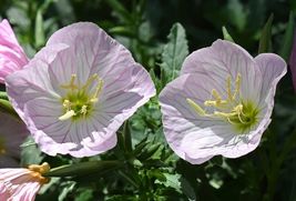 1500 Seeds Pink Showy Evening Primrose A Perennial Medicinal Herb Flower - £7.71 GBP