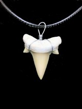 Otodus Tooth Real Shark Necklace Fossil Pendant Great White Megalodon Ancestor - £7.12 GBP