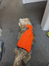 Bright orange hunting vest for dogs - $7.91