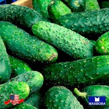 100 Cucumber Seeds - Marketmore 76 Organic Gardening Fresh USA SELLER - £12.18 GBP