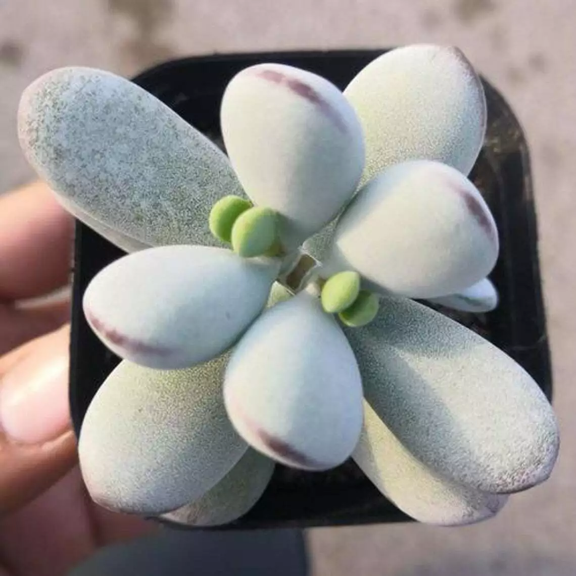 Cotyledon Orbiculata CV. Succulent Plant Rooted in 2&quot; Plant Pot For Indo... - $28.00