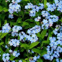 Forget Me Nots Blue Perennial Cut Flowers Spring Blooms Nongmo 500 Seeds - $168.75 MXN