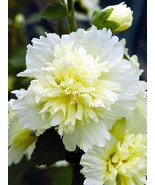 25 Dbl Yellow White Hollyhock Seeds Perennial Flower Seed Flowers Easy T... - $17.34 CAD