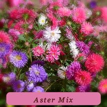 1000 Aster Powder Premium Seeds Puff Mix Seeds Usa Seeds Organic - $57.35 MXN