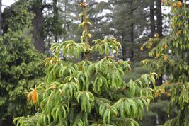 Morinda Spruce, Himalayan Spruce 30 Seeds Fast Shipping - £6.73 GBP