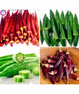 Okra Seeds, Edible Organic Non GMO Fruit Vegetable 50 Seeds - £7.54 GBP