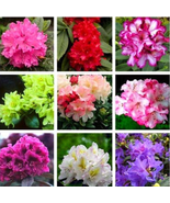 SL Beautiful 100% True Rhododendron Flower Flores Potted 24 Varieties 10... - $4.96