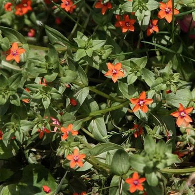 Fresh New Pimpernel Scarlet Anagallis Arvensis 100 Seeds - £7.77 GBP