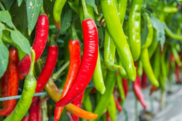 BStore 90 Seeds Big Jim Pepper Green To Red Big 12&quot;&quot; Chili Mild Heat Capsicum Ve - £7.47 GBP