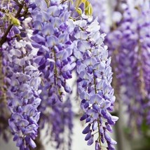 5 Sinensis Wisteria Seeds Vine Climbing Flower Perennial Seed 998 From US - £8.62 GBP