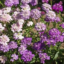 50 Iberis Gibraltarica Purple/Lilac Candytuft Seeds Mix Deer Resistant Flower - £14.40 GBP